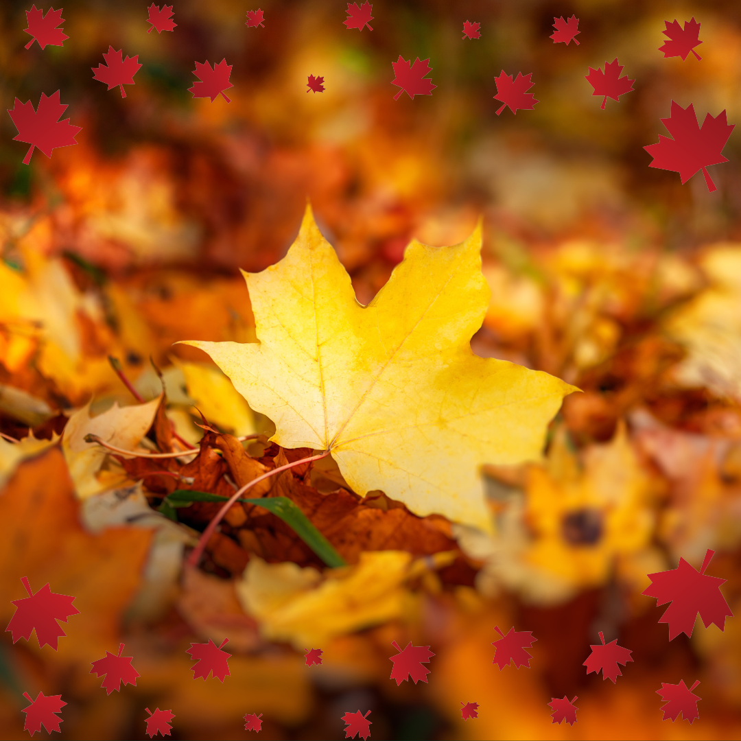 The Majestic Maple Leaf: Significance, History, and Fun Facts